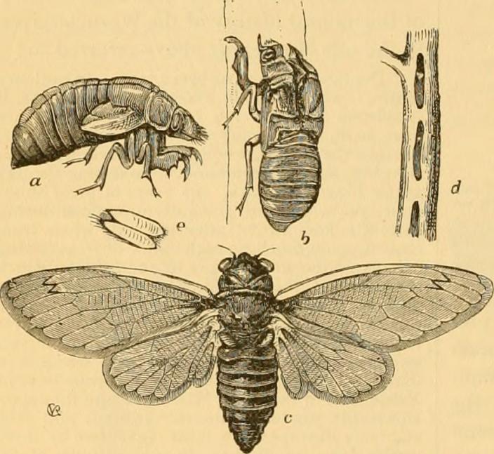 locust vs cicada